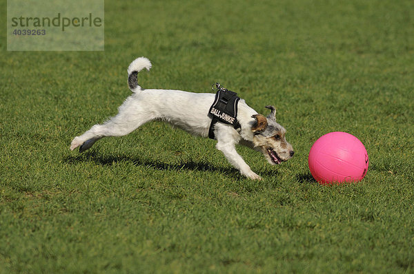 Terrier sprintet seinem pinkfarbigen Ball hinterher