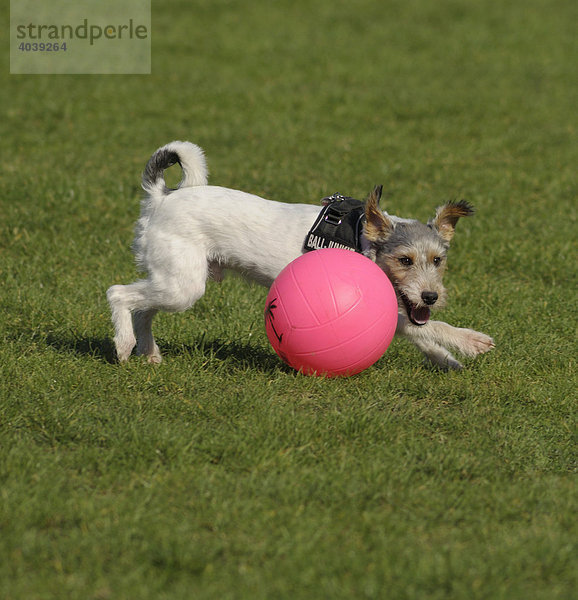 Terrier lenkt pinkfarbigen Ball im Spiel