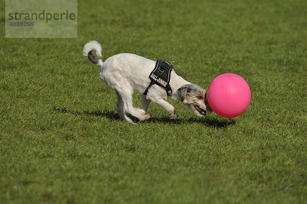 Terrier schubst pinkfarbigen Ball an
