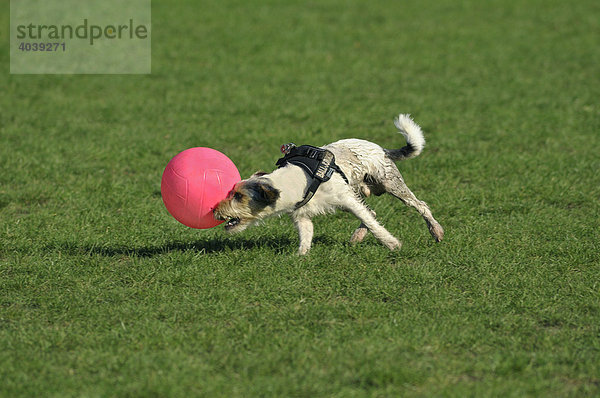 Terrier lenkt pinkfarbigen Ball nach rechts