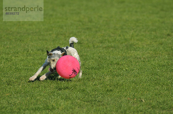 Terrier lenkt pinkfarbigen Ball im vollen Lauf nach links