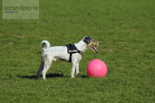 Terrier hat pinkfarbigen Ball gestellt und wartet hechelnd