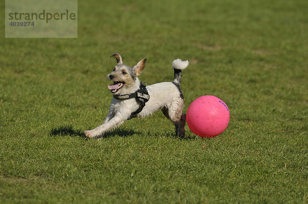 Terrier im Spieleifer mit pinkfarbigem Ball