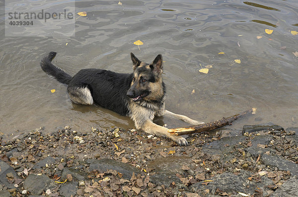 Deutscher Schäferhund mit großem Ast am Flussufer