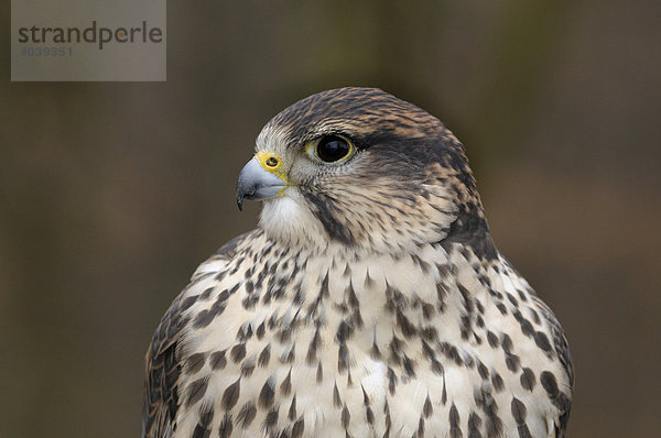 Sakerfalke (Falco cherrug)  Portrait