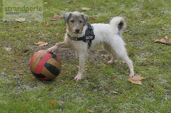 Terrier pariert bunten Spielball