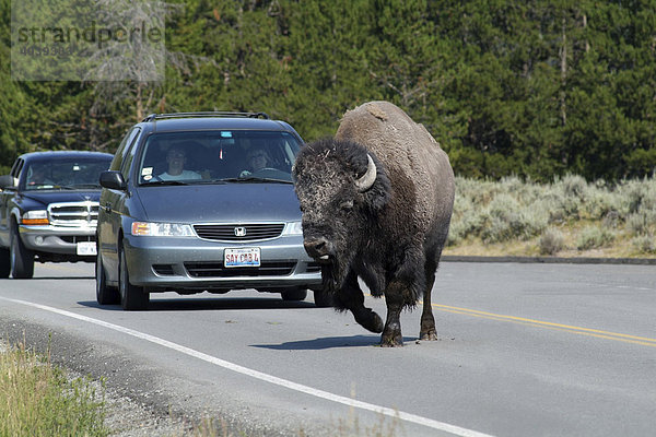 Bison (Bison bison) überquert eine Straße vor wartenden Autos  Yellowstone Nationalpark  USA