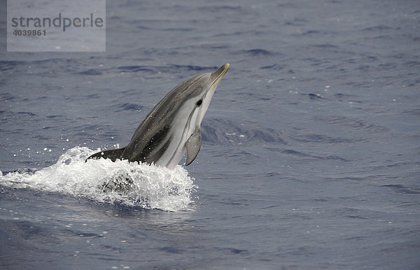 Springender Blau-Weißer Delfin oder Streifendelfin (Stenella coeruleoalba) im Mittelmeer