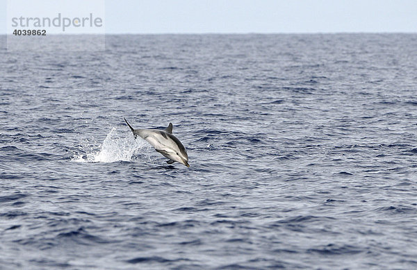 Springender Blau-Weißer Delfin oder Streifendelfin (Stenella coeruleoalba) im Mittelmeer