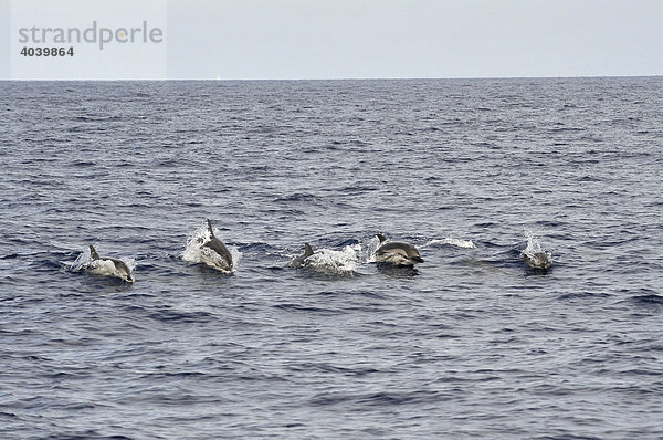 Gruppe Blau-Weiße Delfine oder Streifendelfine (Stenella coeruleoalba) im Mittelmeer