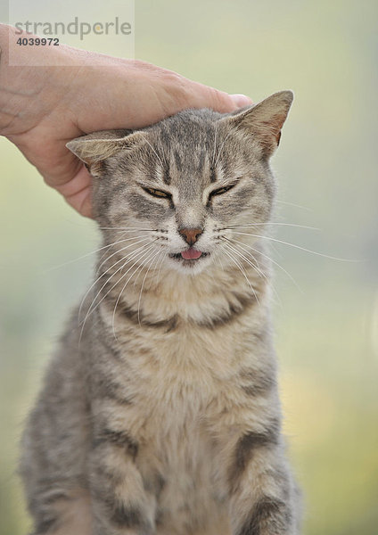 Junge graugetigerte Katze genießt Streicheleinheiten durch Menschen