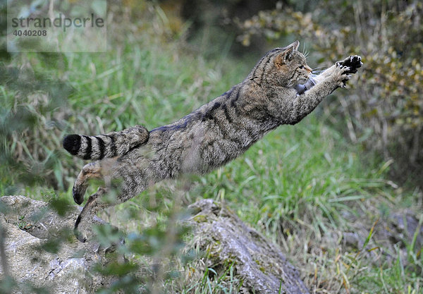 Wildkatze (Felis silvestris) im Sprung