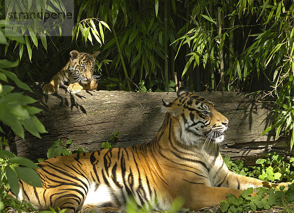 Sumatra-Tiger (Panthera tigris sumatrae)  Jungtier und Muttertier