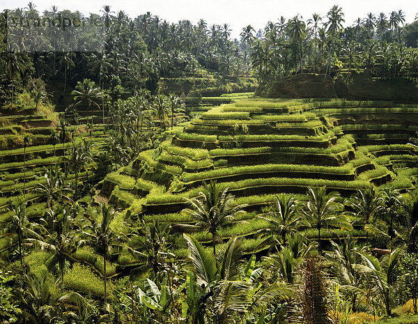 Reisterrassen bei Ubud  Bali  Indonesien  Südostasien