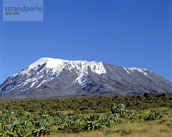 Kilimandscharo  Kilimanjaro Nationalpark  Unesco Weltnaturerbe  Schichtvulkan  Tansania  Ostafrika  Afrika