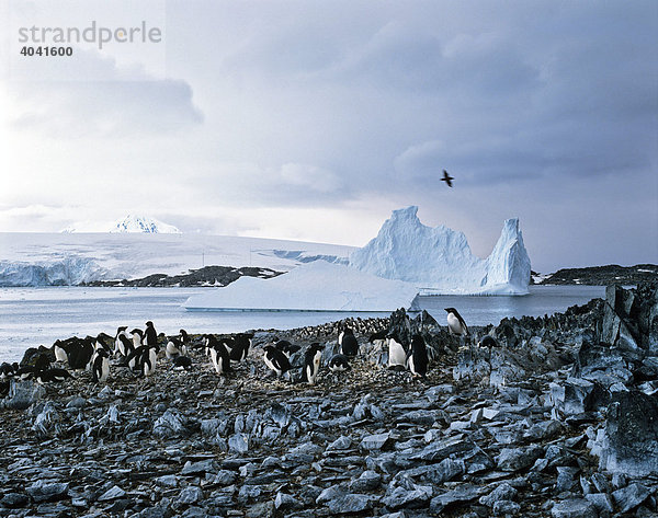 Adeliepinguin (Pygoscelis adeliae)  Pinguine  Eismeer  Eisberge  Eisschollen  Antarktis
