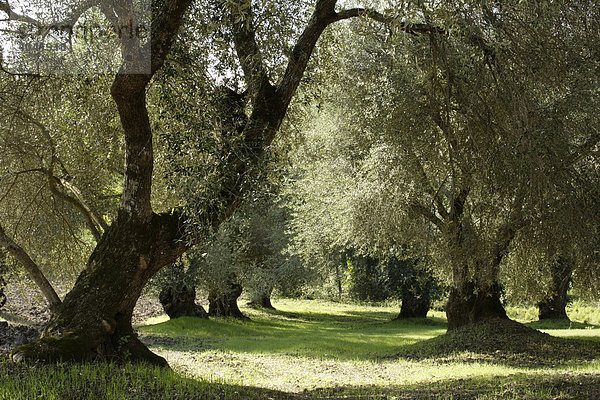 Olivenhain  Kalabrien  Italien  Europa