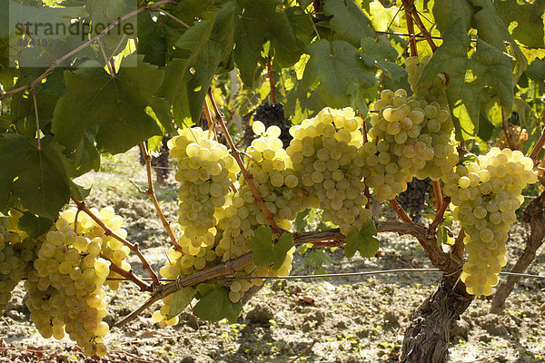 Weintrauben  Kalabrien  Italien  Europa