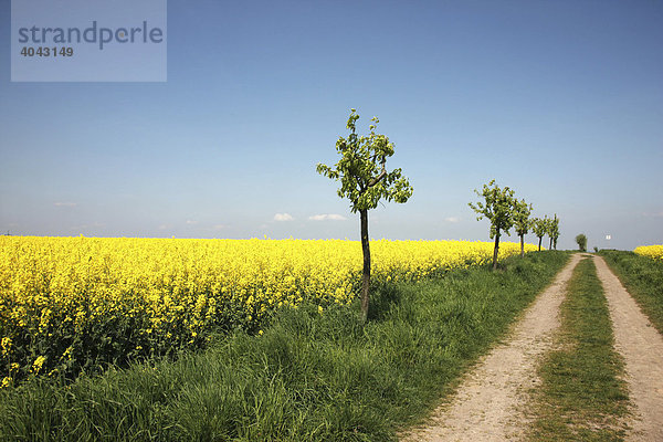 Weg  Feldweg  Straße  Rapsfeld (Brassica napus) in voller gelber Blüte  Deutschland  Europa