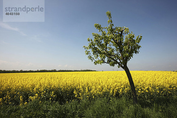 Rapsfeld (Brassica napus) in voller gelber Blüte  Deutschland  Europa