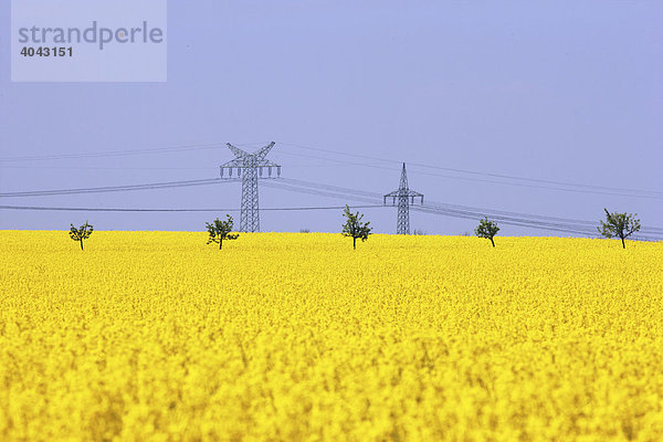 Hochspannungsleitungen  Stromleitungen  Rapsfeld (Brassica napus) in voller gelber Blüte  Deutschland  Europa