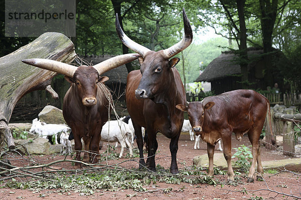 Watussirinder (Bos primigenius f. taurus)  Bulle Mitte  Kuh links  Kalb rechts  in der Zoom Erlebniswelt  Zoo  Gelsenkirchen  Deutschland  Europa