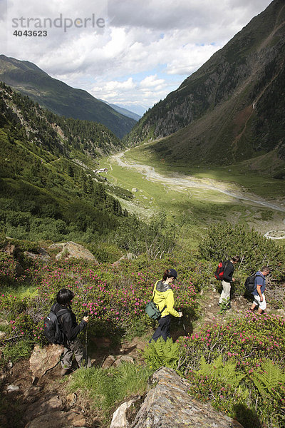 Wandergruppe bei Bergwanderung von der Sulzenau Hütte zur Grawa Alm im Stubaital  Tirol  Österreich  Europa