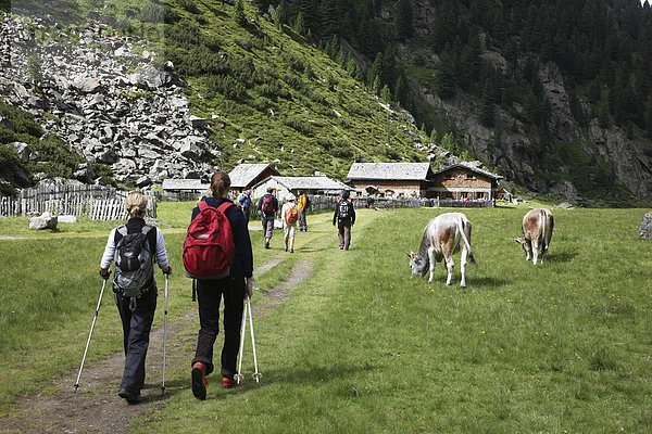 Wandergruppe bei Bergwanderung  an der Sulzenau Alm  Stubaital  Tirol  Österreich  Europa