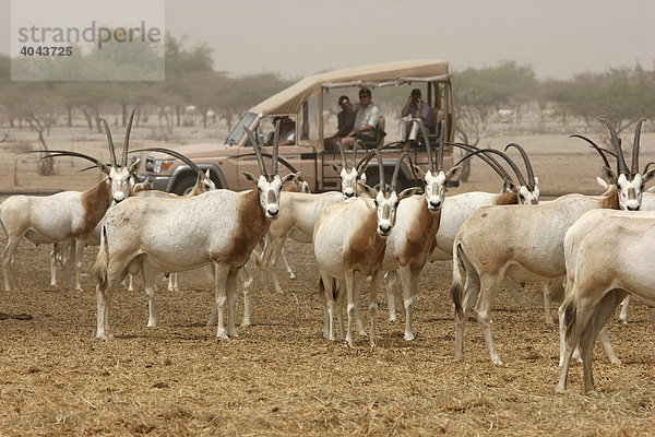 Säbelantilopen (Oryx dammah)  privates Tierreservat mit über 10000 Steppentieren  Sir Bani Yas Island  gehört zu den Desert Islands bei Abu Dhabi  Vereinigte Arabische Emirate  Naher Osten