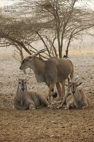 Elenantilopen (Taurotragus oryx)  privates Tierreservat mit über 10000 Steppentieren  Sir Bani Yas Island  gehört zu den Desert Islands bei Abu Dhabi  Vereinigte Arabische Emirate  Naher Osten