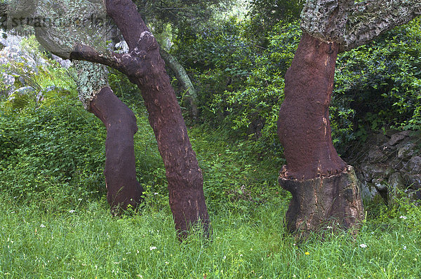 Geschälte Korkeichen (Quercus suber)  Sardinien  Italien  Europa