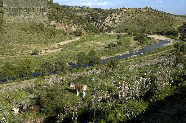 Landschaft mit Rindern im Naturschutzpark von Gennargentu  Sardinien  Italien  Europa