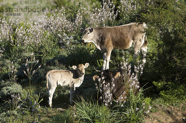 Kuh mit Kalb im Naturschutzpark von Gennargentu  Sardinien  Italien  Europa