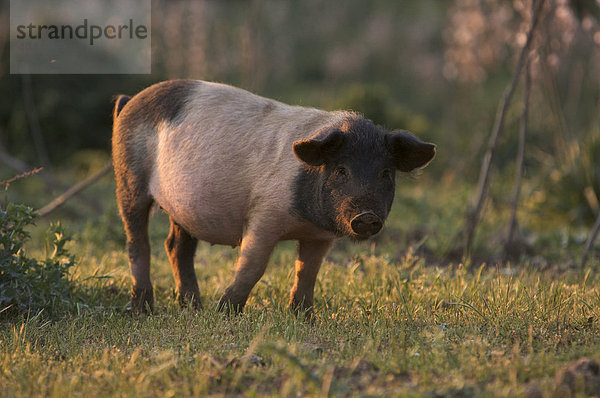Wildes Schwein im Naturschutzpark von Gennargentu  Sardinien  Italien  Europa