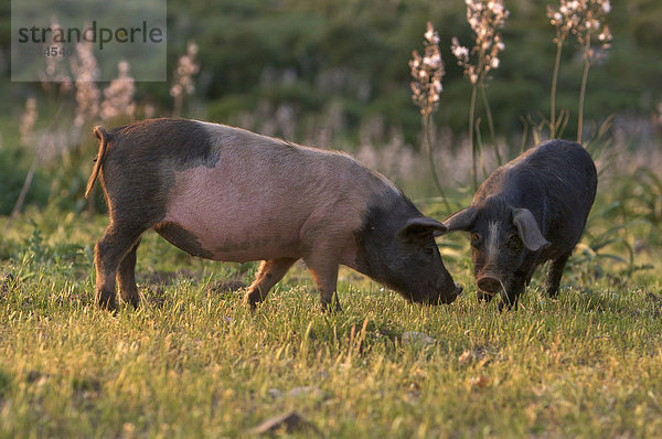 Zwei wilde Schweine im Abendlicht im Naturschutzpark von Gennargentu  Sardinien  Italien  Europa