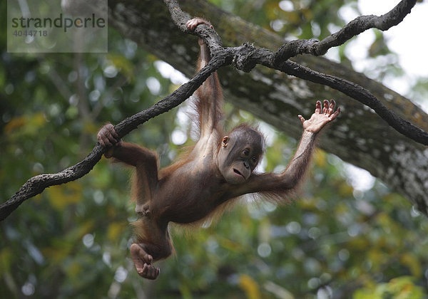 Orang Utan (Pongo pygmaeus) Baby turnt an einem Ast im Baum  spielt  Singapore Zoo  Singapur  Asien