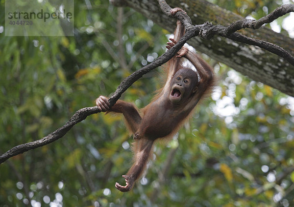 Orang Utan (Pongo Pygmaeus) Baby turnt an einem Ast im Baum  spielt  Singapore Zoo  Singapur  Asien