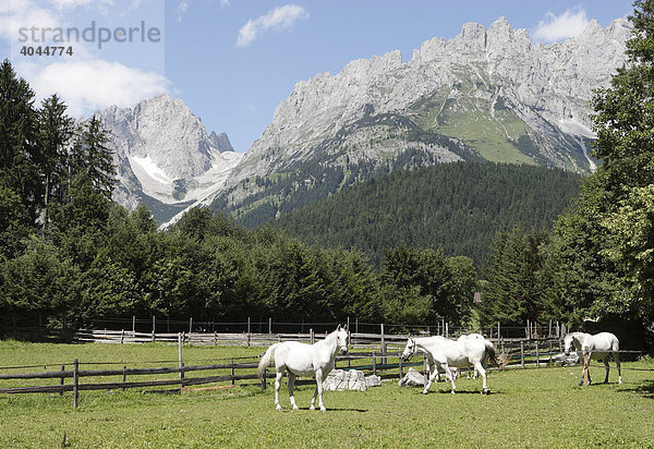 Lipizzaner Pferde auf einer Wiese vor dem Wilden Kaiser Gebirge in Going  Tirol  Österreich  Europa