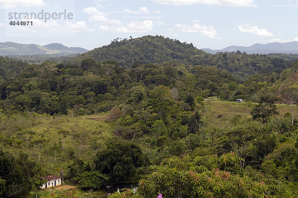 Reste von atlantischem Regenwald nördlich von Itabuna  Hinterland der Costa do Dende  Weltnaturerbe  rechts Nationalstraße BR 101  Bahia  Brasilien  Südamerika