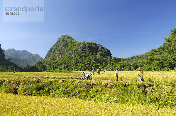 Reisbauern in den Bergen im äußersten Nord-Westen von Thailand  Chiang Mai  Thailand  Asien