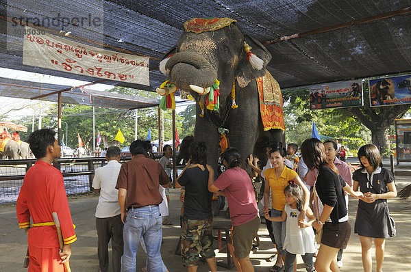 Thailändische Touristen laufen unter einem Elefanten durch  das soll Glück bringen  Elefantenshow in der Tempelanlage des Unesco Weltkulturerbe  Ayatthua  Thailand  Asien