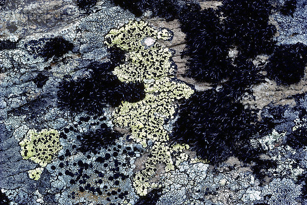 Schwarzes Moos und Flechten auf einem verwitterten Stein  Detail  Vatnafjöll  Island  Europa