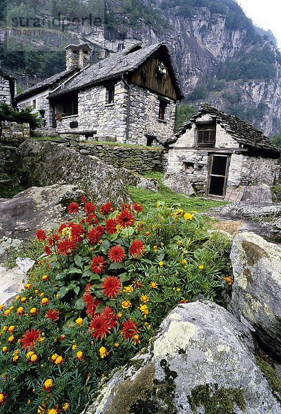 Alte Steinhäuser zwischen Felsen  Rusitici  Foroglio  Bavonatal  Valle Bavona  Kanton Tessin  Schweiz  Europa
