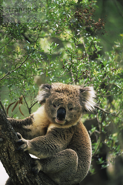 Koala (Phascolarctus cinereus)  Koala Conservation Center  Phillip Island  Victoria  Australien