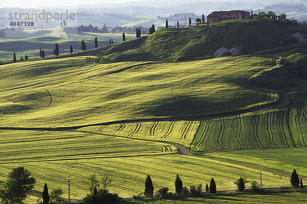 Landschaft bei Siena  Toskana  Italien  Europa