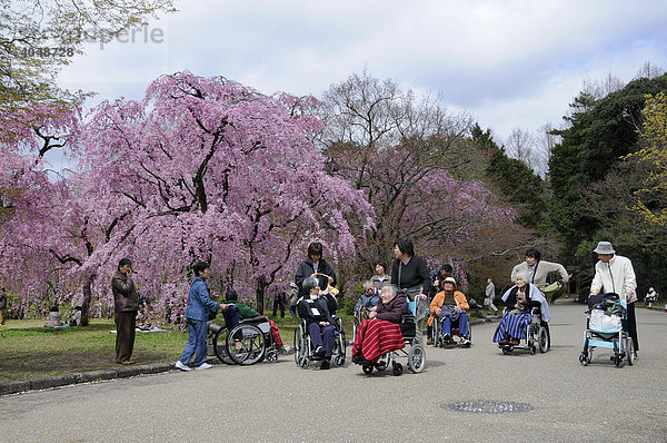 Alte Menschen im Rollstuhl erleben das Kirschblütenfest im botanischen Garten  rote Kirschblüte  Kyoto  Japan  Asien