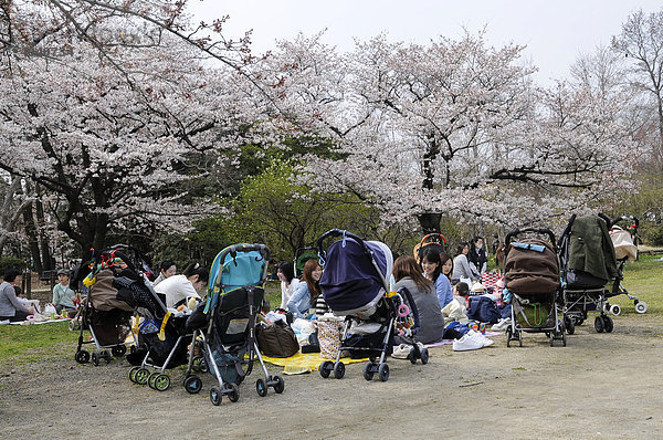 Junge Mütter treffen sich beim Kirschblütenfest unter den Kirschbäumen und bilden ganze Wagenburgen aus Kinderwagen im botanischen Garten  Kyoto  Japan  Asien