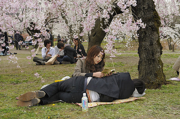 Junges Liebespärchen unter blühenden Kirschbäumen während des Kirschblütenfestes im botanischen Garten  Kyoto  Japan  Asien