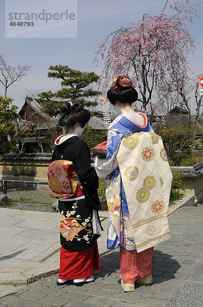 Geisha und Maikos  Geishas in Ausbildung  während der Kischblüte in Kyoto  Japan  Asien