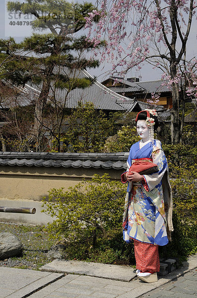 Maiko  Geisha in Ausbildung  vor einem japanischen Garten in Kyoto  Japan  Asien